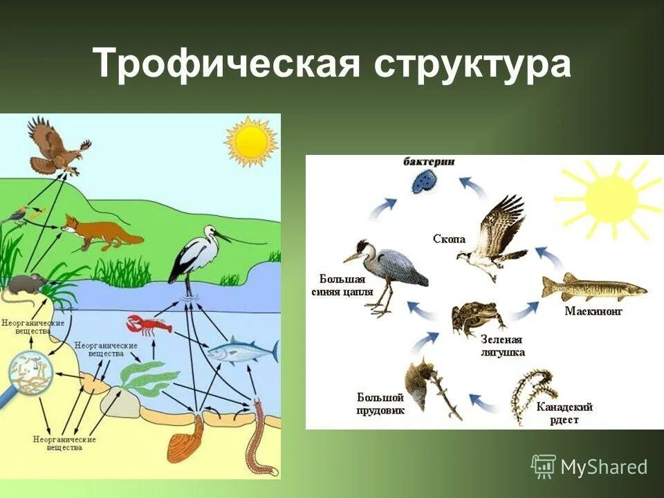 Пищевая сеть примеры. Трофические связи схема пищевых связей. Трофическая структура биоценоза водоема. Пищевая трофическая структура биоценоза. Пищевая трофическая цепь.