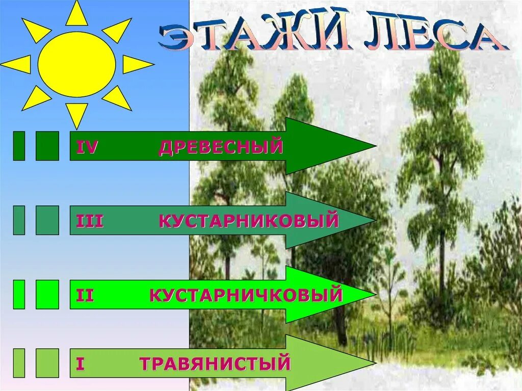 Роль ярусности в природном сообществе. Этажи леса. Этажи леса для дошкольников. Ярусы леса для дошкольников. Этажи ярусы леса.