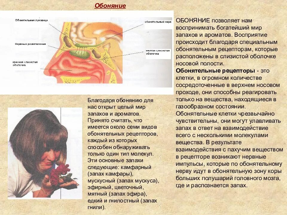 Обонятельная память. Обоняние запахи. Пропало обоняние. Восприятие запахов. Обонятельные рецепторы расположены в слизистой оболочке.