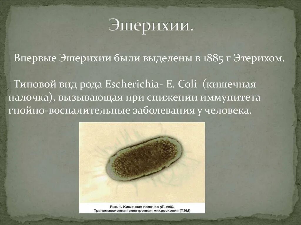 Кишечная палочка вызывает заболевания. Эшерихия кишечная палочка. Бактерия эшерихия коли. Эшерихии о111. Кишечная палочка род и вид.