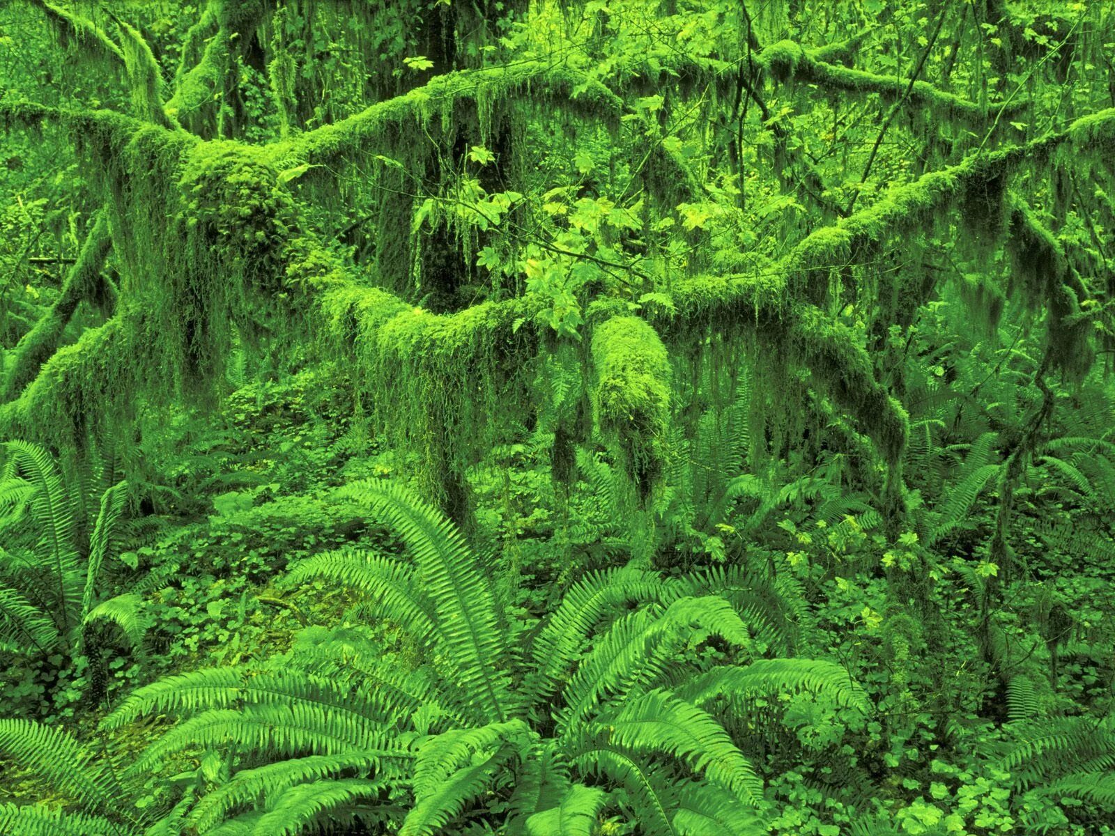 Rainforest plants. Тасмания папоротники. Папоротниковый мох Щитовник. Щитовник Лесной мох. Тропические леса папоротники.