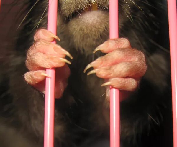 подстригание когтей у грызунов. когти крысы. когти крысы. когти крысы. длинные ногти у морской свинки.