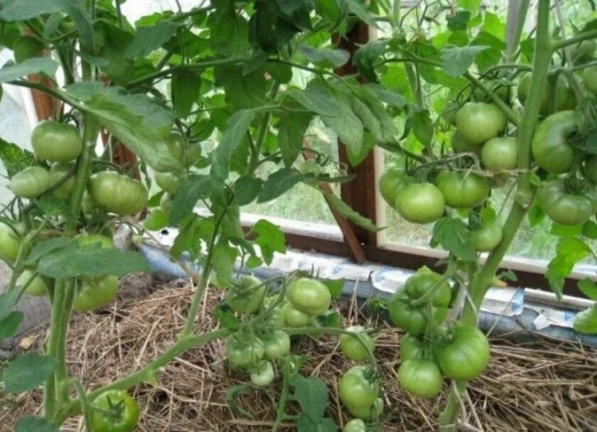 Почему мало томатов. Томаты в теплице. Для завязи помидор. Помидоры завязываются. Помидоры зеленые в теплице.