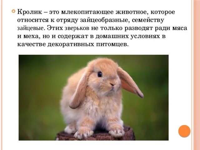 К каким животным относятся кролики. Характеристика кролика. Млекопитающие кролик. Кролики семейство зайцевые. Особенности кроликов.