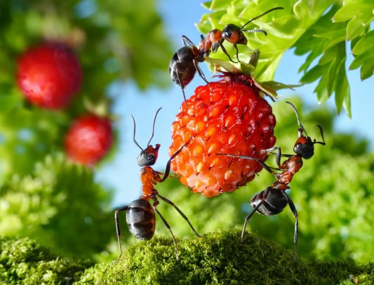 Насекомые муравей. Лето насекомые. Садовые муравьи. Лесные насекомые.