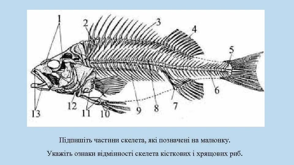 Скелет рыб 7 класс. Скелет костистой рыбы окуня. Опорно двигательная система окуня. Осевой скелет окуня. Скелет костистой рыбы Речной окунь.