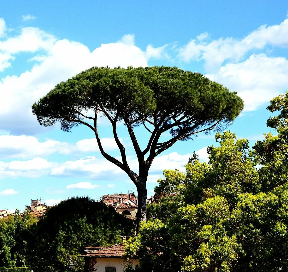 Пиния это. Сосна Пиния в Италии. Пиния (Pinus pinea). Сосна итальянская Pinus pinea. Кипарис Италия и Пиния.