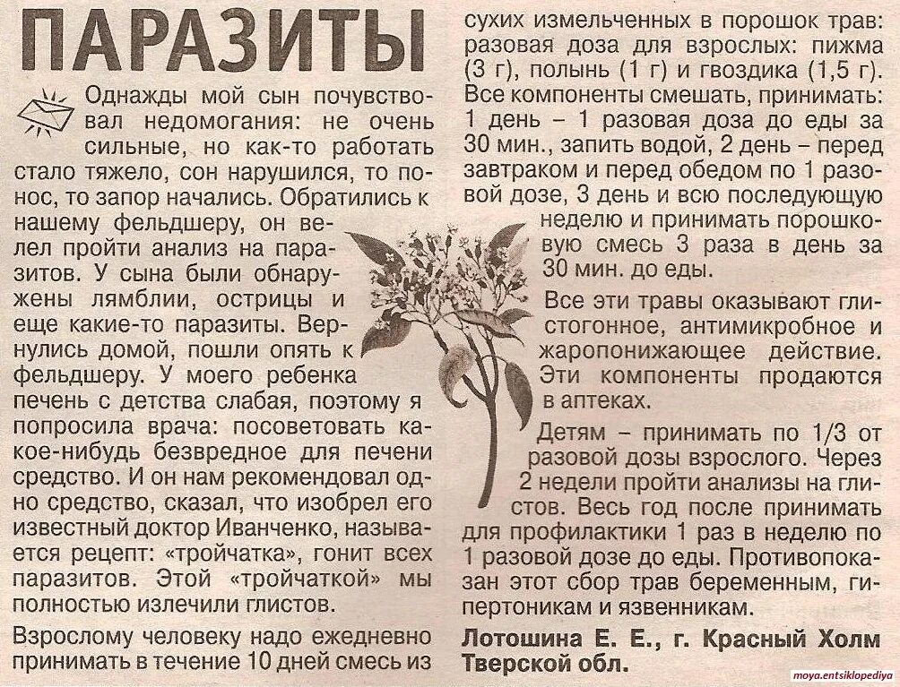 Сколько раз можно давать тройчатку ребенку. Тройчатка полынь пижма гвоздика. полынь обыкновенная чернобыльник от глистов. полынь пижма гвоздика пропорции. тройчатка от паразитов гвоздика полынь.