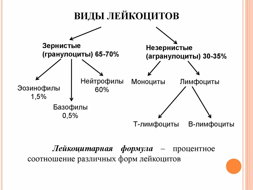 Гранулоциты и агранулоциты таблица. Характеристика видов лейкоцитов. Перечислите 5 видов лейкоцитов. Функции лейкоцитов схема. Группы лимфоцитов