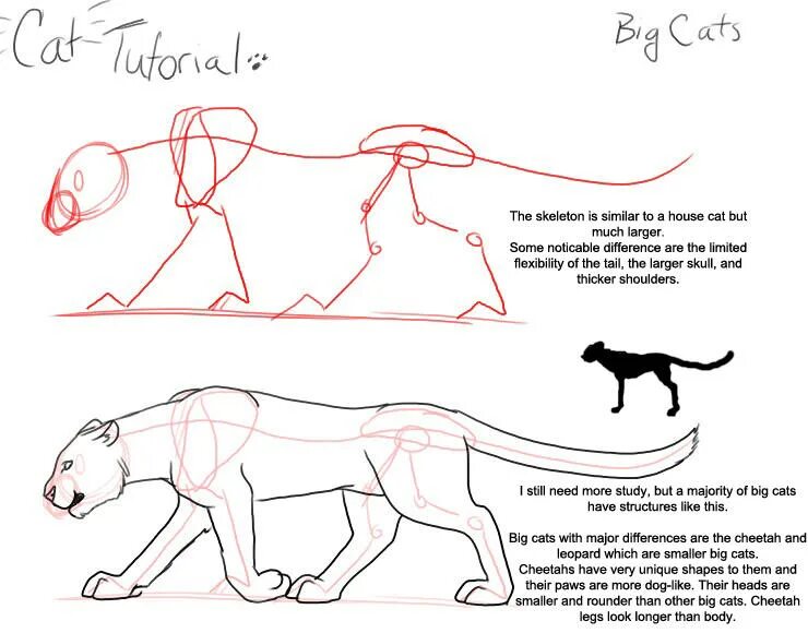 Анатомия кошки для рисования. Кошачья анатомия для рисования. Кошка туториал. Туториал позы котов.