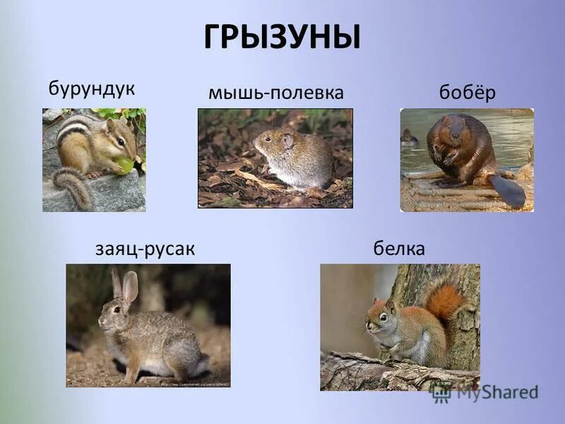 белка и заяц. животные курганской области. растительный и животный мир курганской области. белка. олень лось косуля.