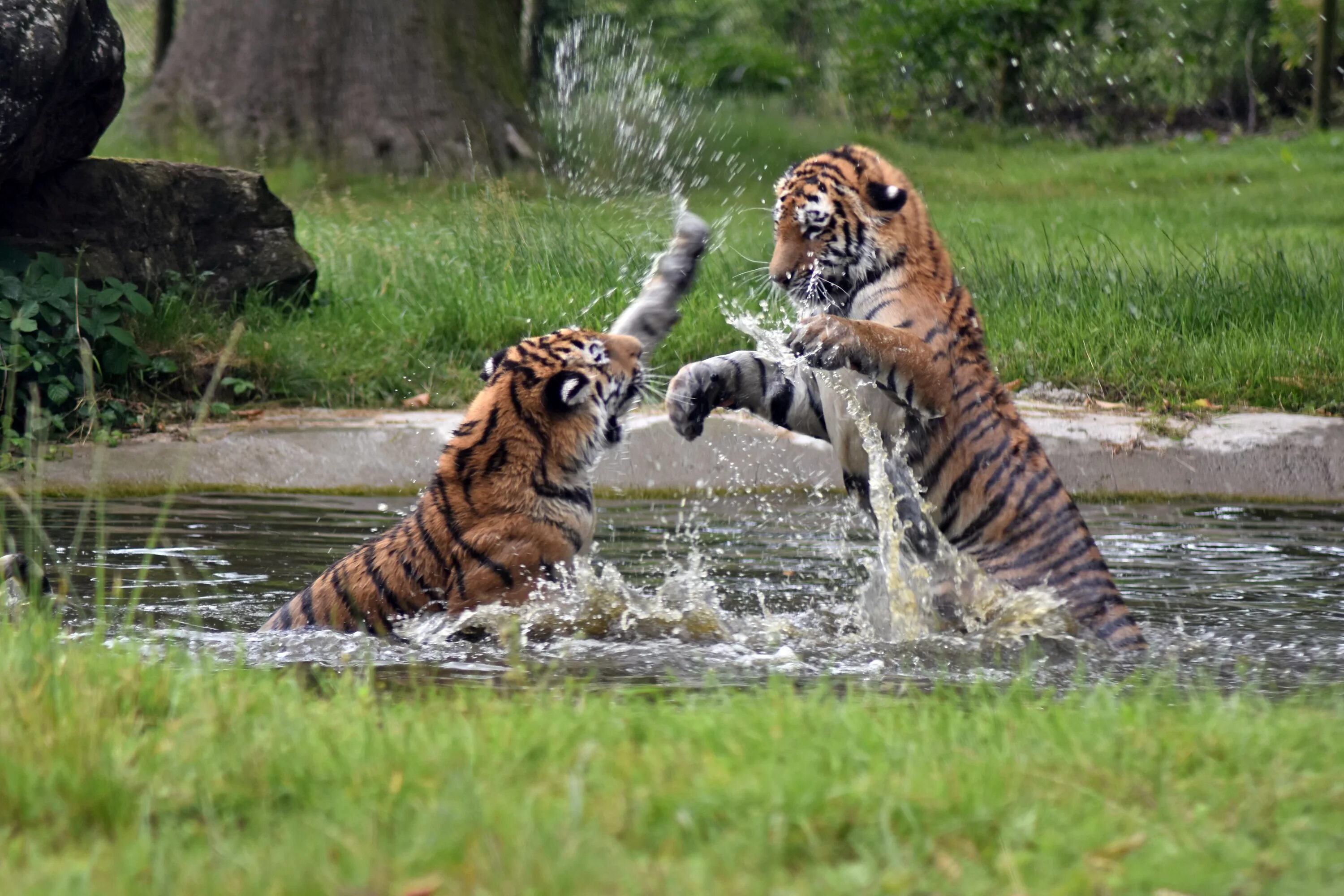 Wild animals play. Тигр в природе. Тигр в дикой природе. Животные в движении. Тигренок в дикой природе.