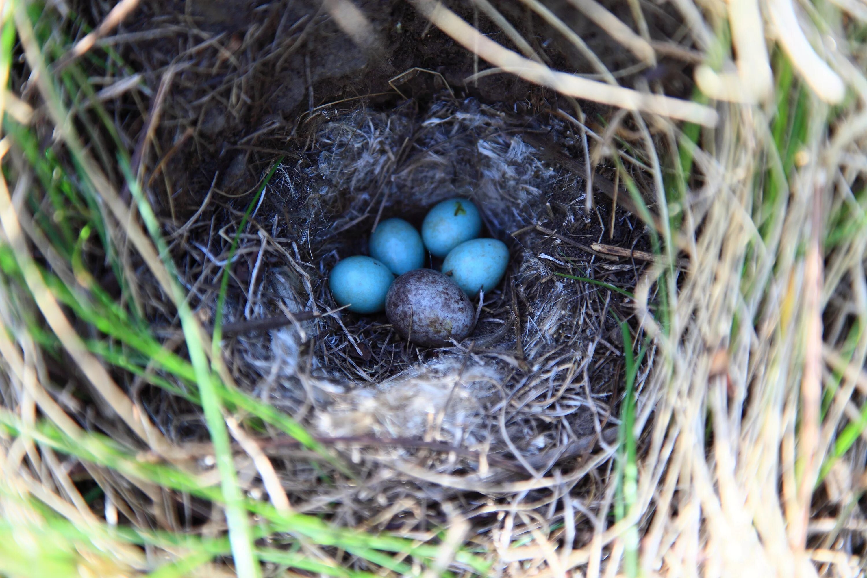 Яйца кукушки фото. Черноголовый чекан гнездо. Гнездо шпорцевой кукушки. Кукушка и яйца птенцы. Обыкновенная Кукушка птенец.