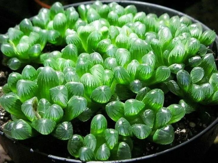 Водные растения пузырьки. Haworthia cooperi. Хавортия Купера. Хавортия Купера Haworthia cooperi. Хавортия Купера трунката.