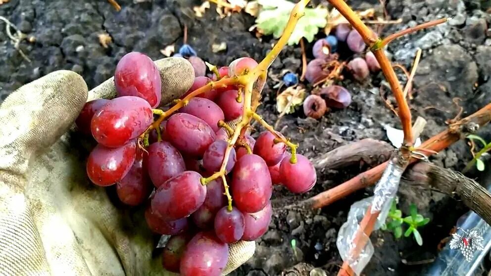 Сорт винограда Зоренька. Сорт винограда Зоренька (Баранов). Фото винограда Зоренька. Самые вкусные сорта розового винограда. Сорт зоренька