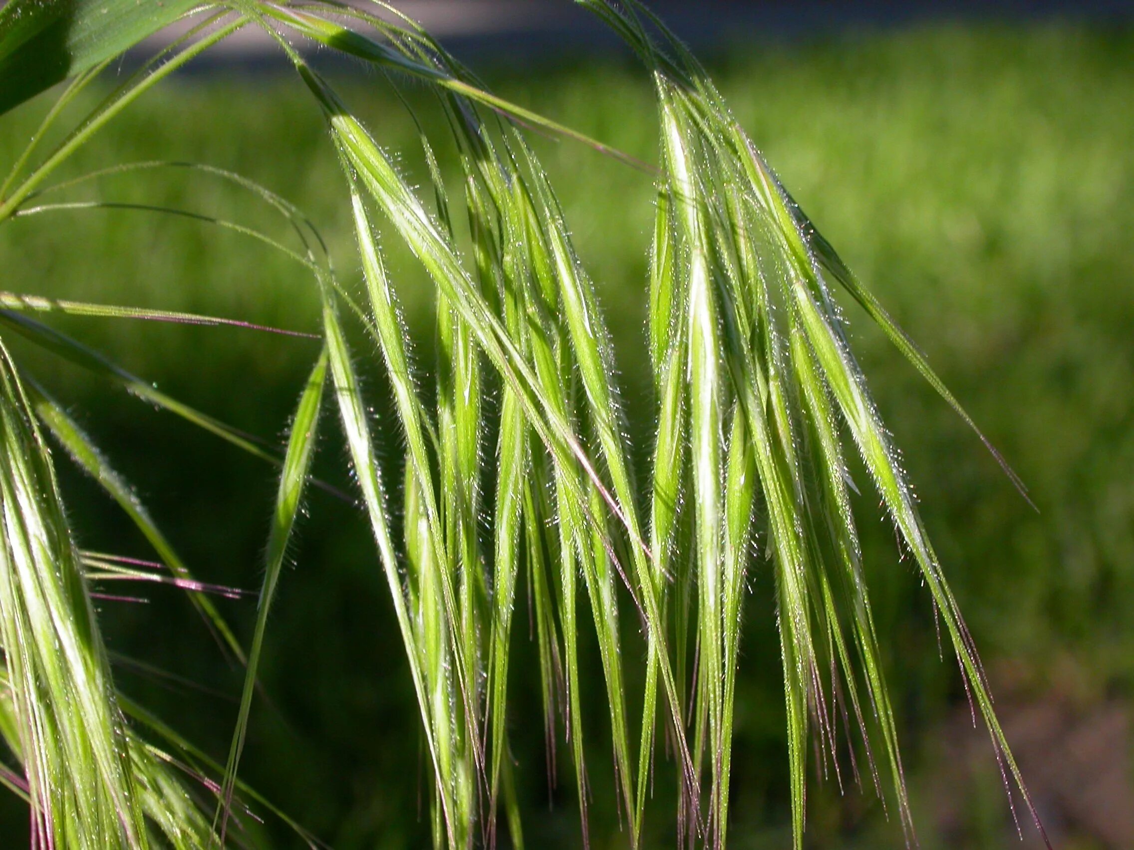 Костер полевой. Кострец безостый. Кострец (костер) безостый.. Bromus tectorum. Кострец растение.