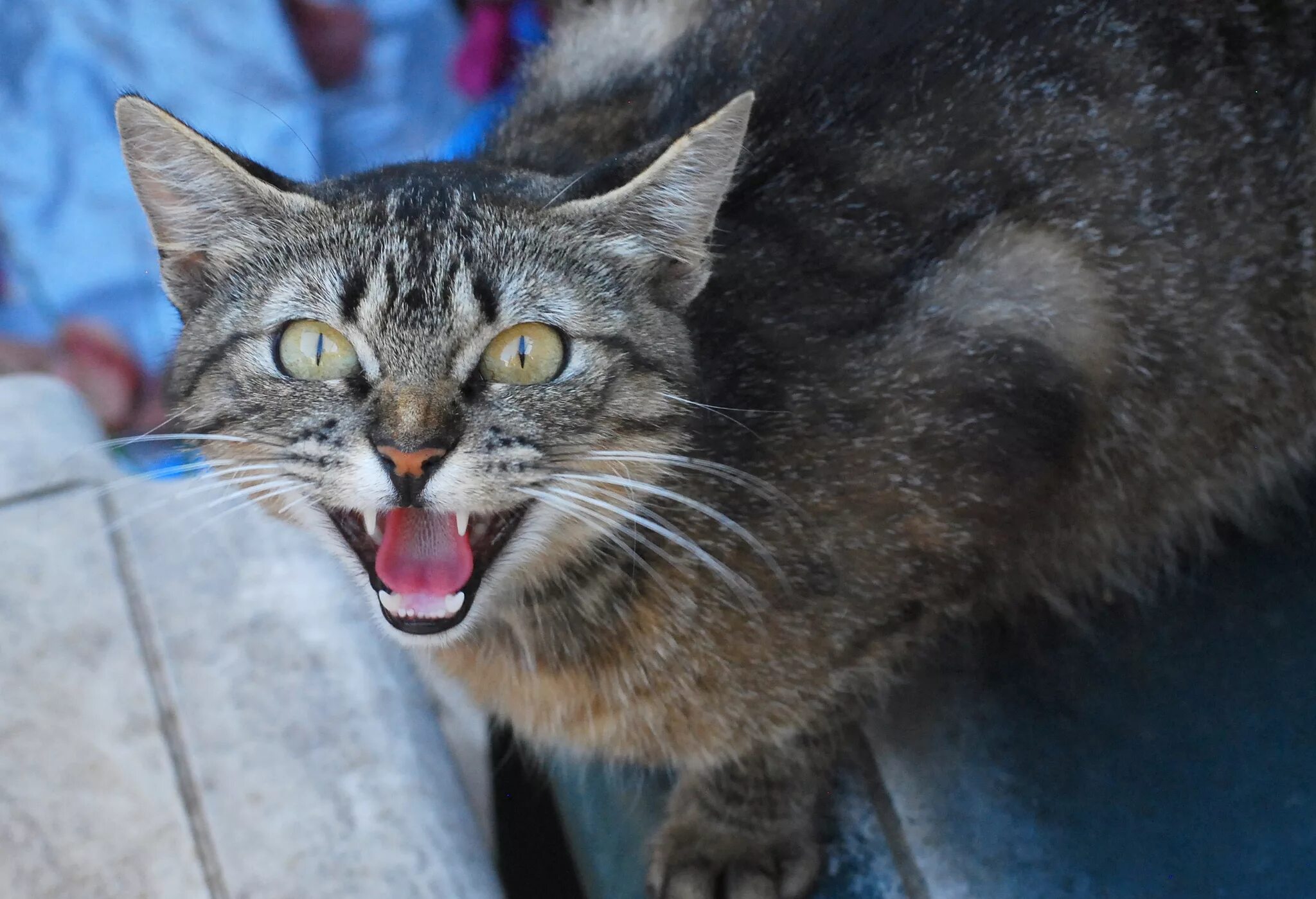 Cat most