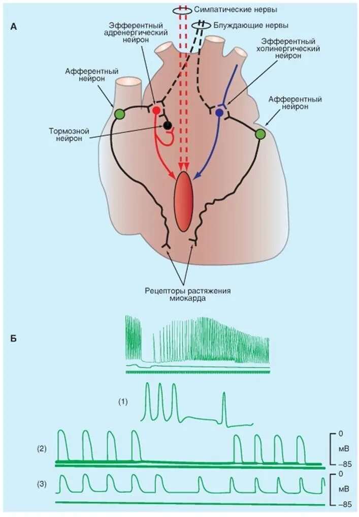 Схема внутрисердечной нервной системы. Интракардиальная нервная система сердца. Внутрисердечные механизмы регуляции сердца схема. Внутрисердечные периферические рефлексы схема.