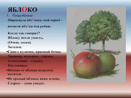 История яблони