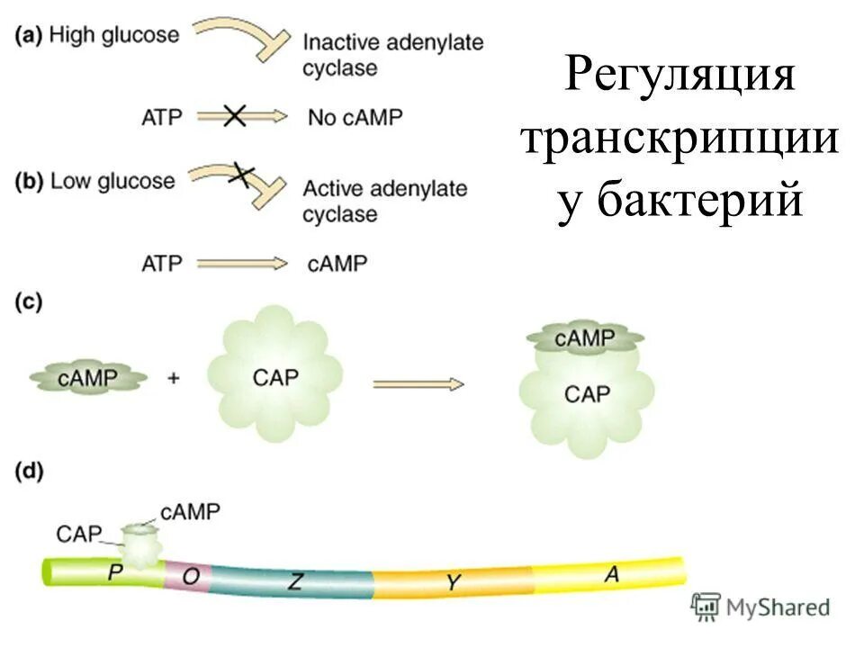 Лис транскрипция. Схема регуляции транскрипции и трансляции у бактерий. Транскрипция у бактерий.