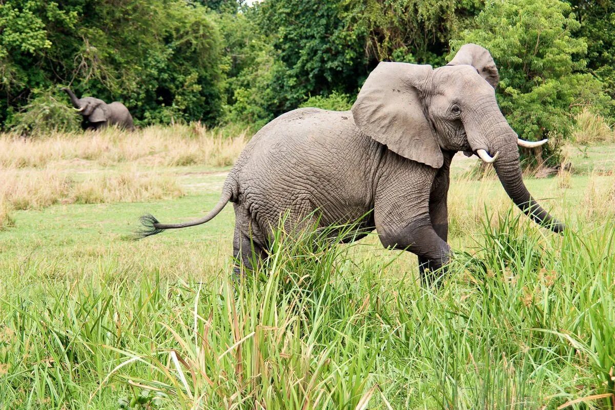 Слоны. Слон фото. Фото слонов. Животные Эфиопии.