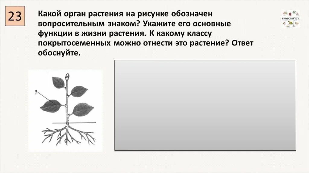 Каково значение процесса деления в жизни растения. Какие органы растений обозначены на рисунке. Какой орган растения обозначен на рисунке знаком вопроса. К какому классу относится растение изображенное на рисунке. Вопросы по органам растений.