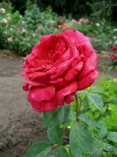 La rose des