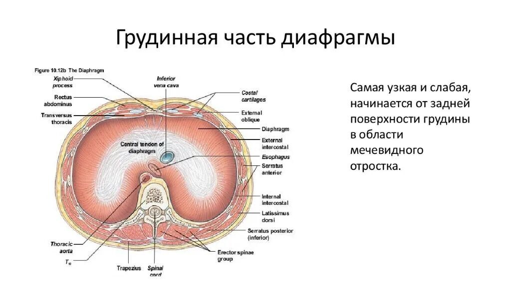 Выполняет функцию диафрагмы. Строение диафрагмы топографическая анатомия. Диафрагма расположение части отверстия функции. Строение и топография диафрагмы. Диафрагма схема анатомия.