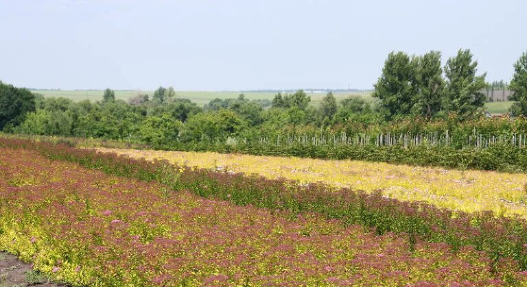 Королевский сад питомник. Питомник Брунс Германия. Продукция Воронежского питомника. Дом растений питомник Воронеж.