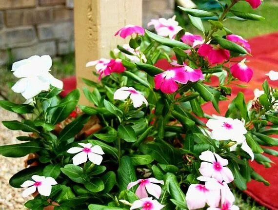 Vinca rosada (Catharantus roseus): Cultivo, riego y cuidados Flores - Flor de Pl