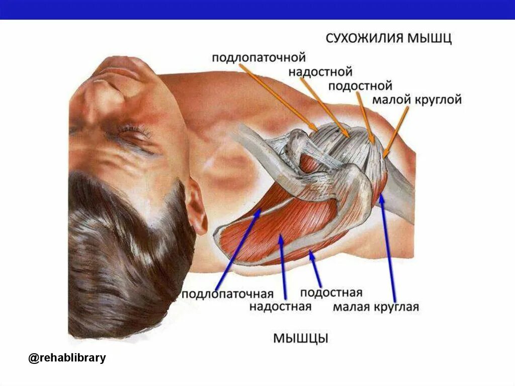 Ротаторная манжета плечевого сустава анатомия. Ротаторная манжета плечевого сустава надостная. Сухожилия ротаторной манжеты. Ротатерная мышечная маннжета.