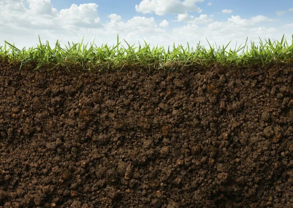 Почва и культурное растение. Почва. Земля почва. Земля с травой. Текстура земли.