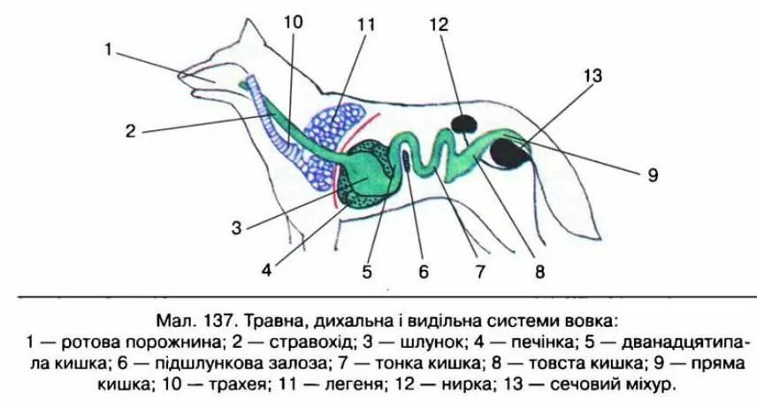 Какое строение пищеварительной системы у млекопитающих. Пищеварительная система млекопитающих собака. пищеварительная дыхательная и выделительная системы собаки. пищеварительная дыхательная и выделительная система млекопитающих. внутреннее строение млекопитающих пищеварительная система.