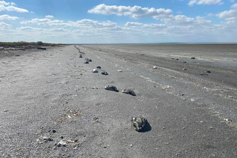 Гибель птиц в Арканзасе. Массовая гибель птиц в Гааге. Массово гибнут