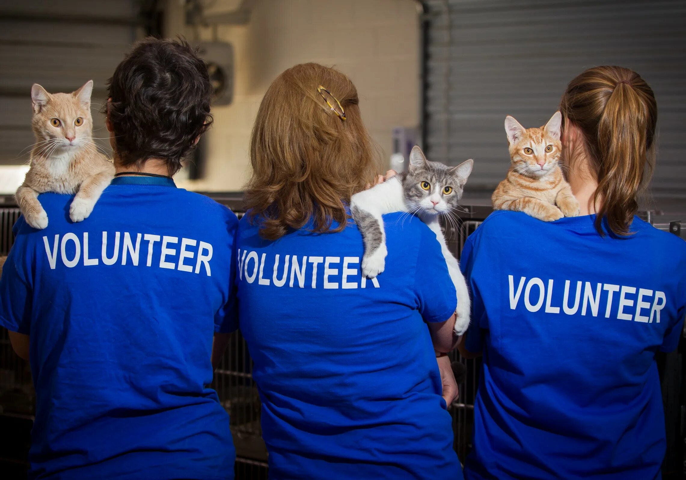Volunteers help animals. Волонтеры животных. Волонтеры с животными. Волонтеры в приюте для животных. Волонтеры помогают животным.