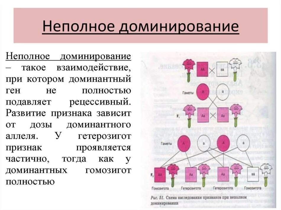 Неполное доминирование расщепление по генотипу. Неполное доминирование это в биологии. промежуточное наследование признаков при неполном доминировании. схема наследования признаков при неполном доминировании. полное и неполное доминирование таблица.