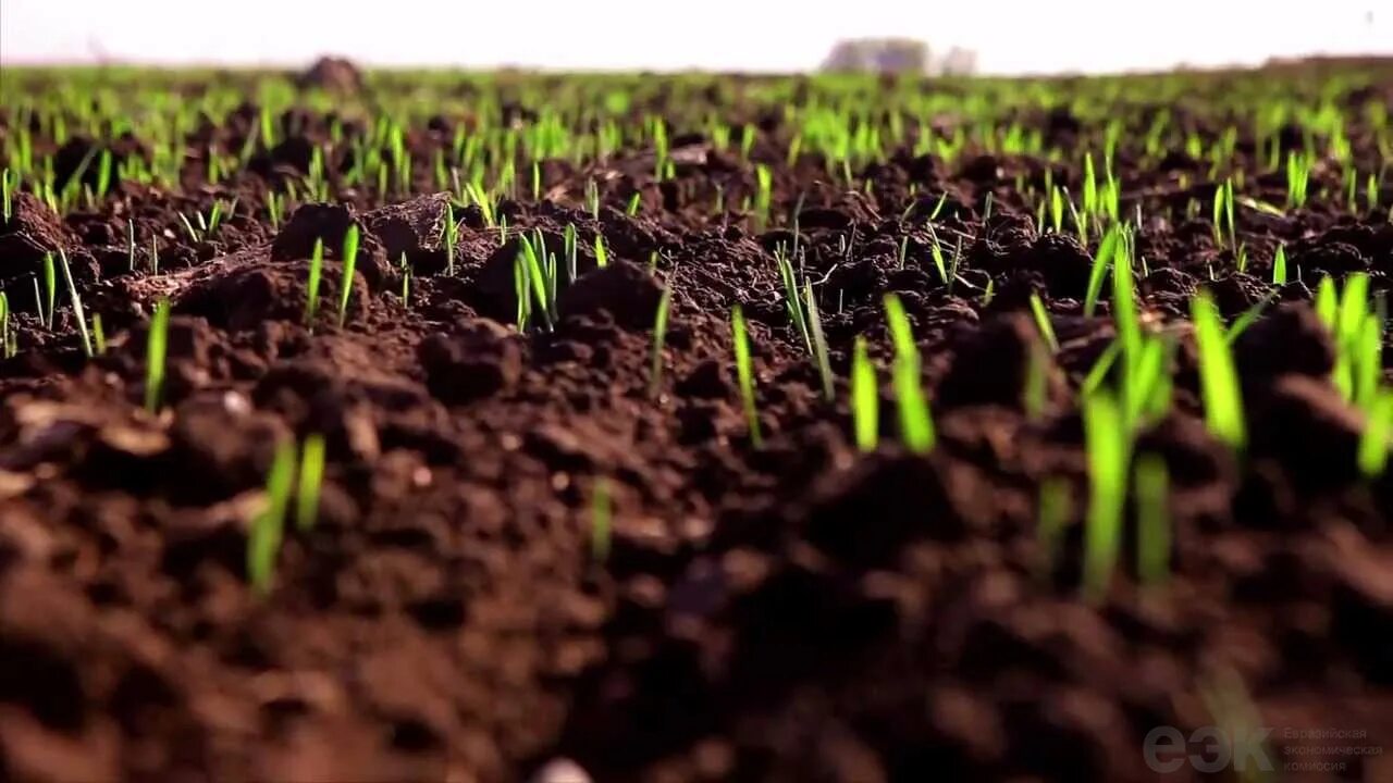 Возделывания озимого ячменя. Ростки пшеницы на поле. Ячмень сидерат посеяный. Кущение пшеницы. Ячмень почвы.