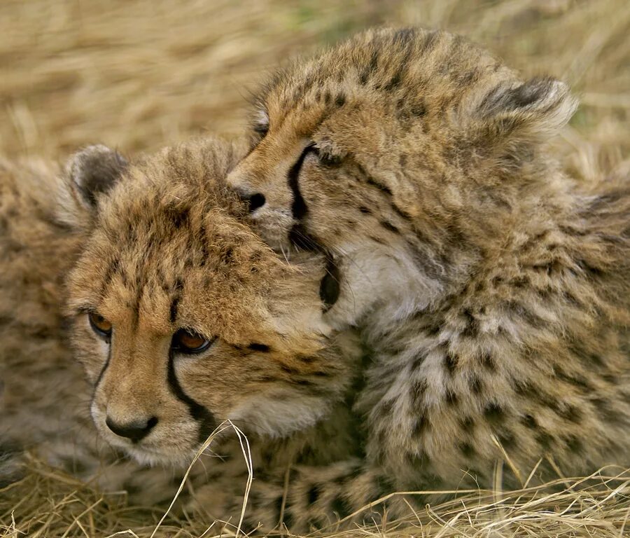 Львиный прайд. Нат гео вайлд. Серию про животных. Повелитель зверей 2. Самые опасные животные national geographic.