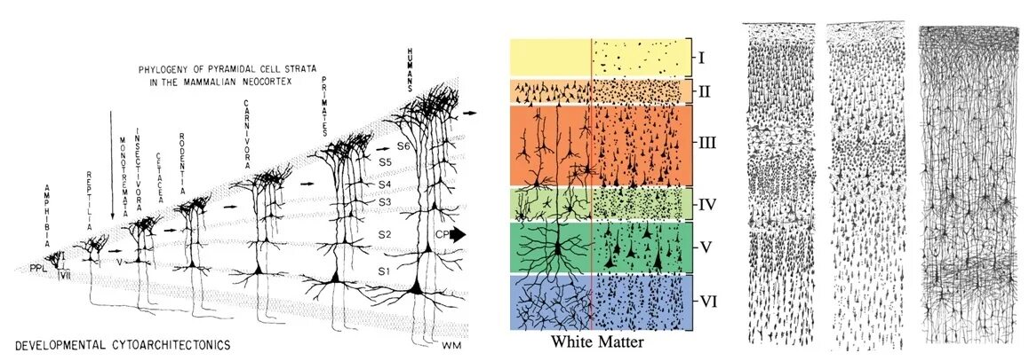 6 слоев жизни. Слои нейронов коры большого мозга. Строение коры головного мозга гистология. Слои коры головного мозга гистология.