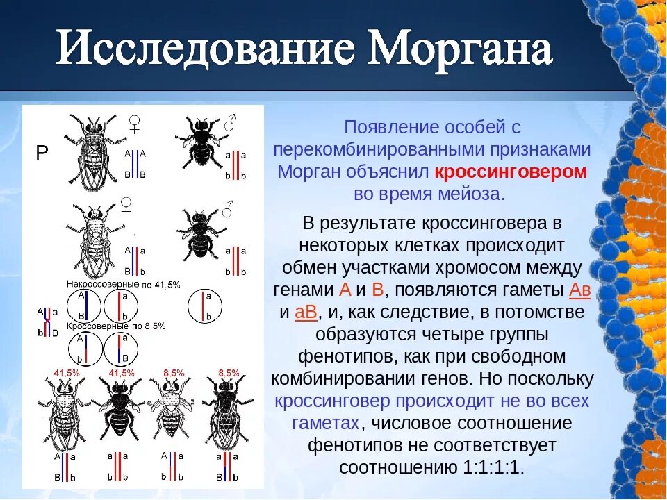 Опыты Томаса Моргана кроссинговер. Опыты т Моргана сцепление генов. Хромосомная теория наследования т Моргана. Теории наследственности т. Моргана. Полное и неполное сцепление генов