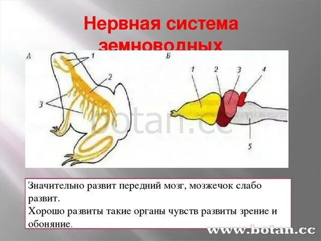 Развитие мозжечка у земноводных. Рефлексы инстинкты 7 класс. Нервная система земноводных. Нервная система амфибий. Головной мозг земноводных.