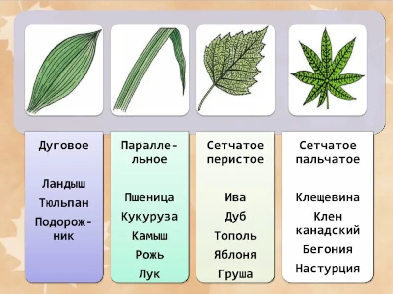 Параллельное дуговое сетчатое. Типы жилкования листьев у растений. Типы жилкования листа 6 класс биология. Жилкование листьев 6 класс биология. Перистое и пальчатое жилкование.