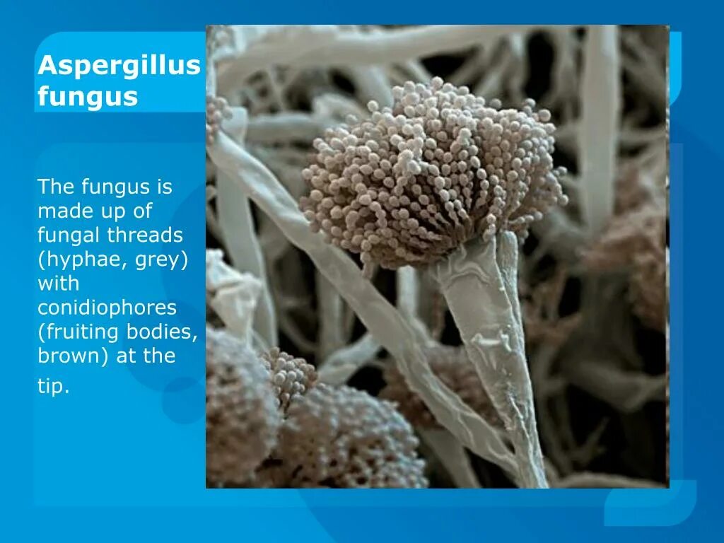 плесневые грибы рода aspergillus. кордицепс однобокий. внутриклеточные паразитические простейшие. споры паразиты. споры паразиты.
