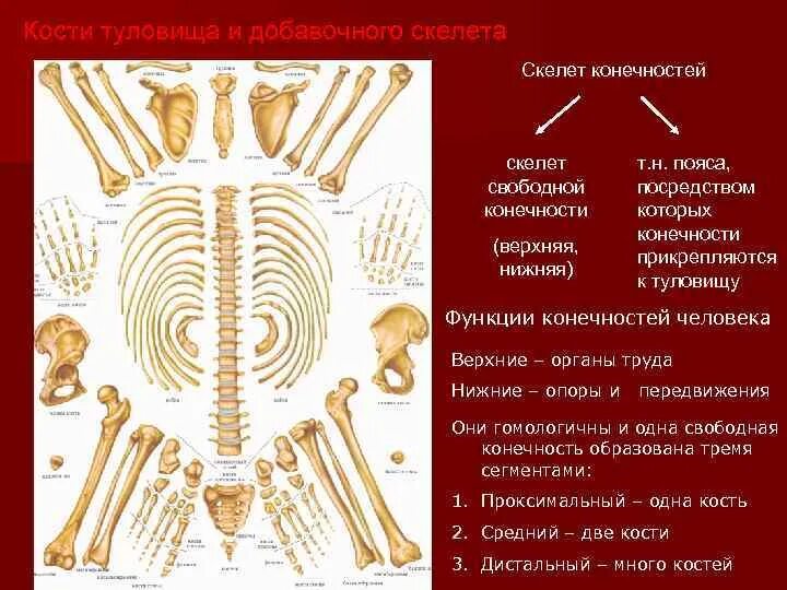 Кости туловища строение. Кости добавочного скелета. Кости туловища человека кратко. Осевой и добавочный скелет.