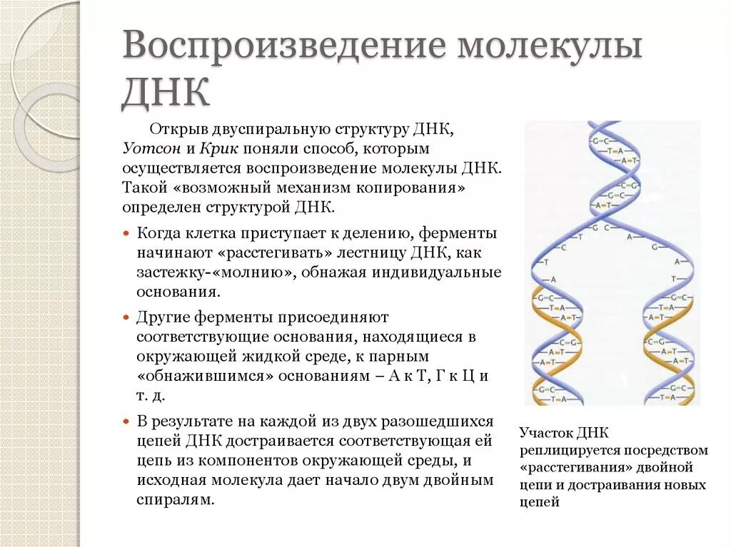 Структуры молекулы днк установили