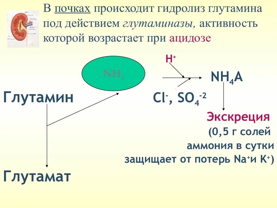 Распад np. Активация глутаминазы при ацидозе. Активатор глутаминазы в почках. Гидролиз глутамина под действием глутаминазы. Гидролиз глутамина в почках.