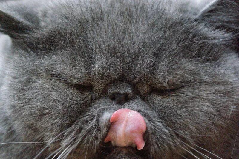 Кота тычут мордой. Xolidayboy тик ток. Ейной мордой в харю тыкать. Хорош мне в морду своим выменем. Хорош тыкать в морду своим выменем.