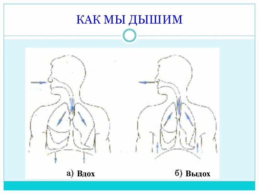 Как мы дышим