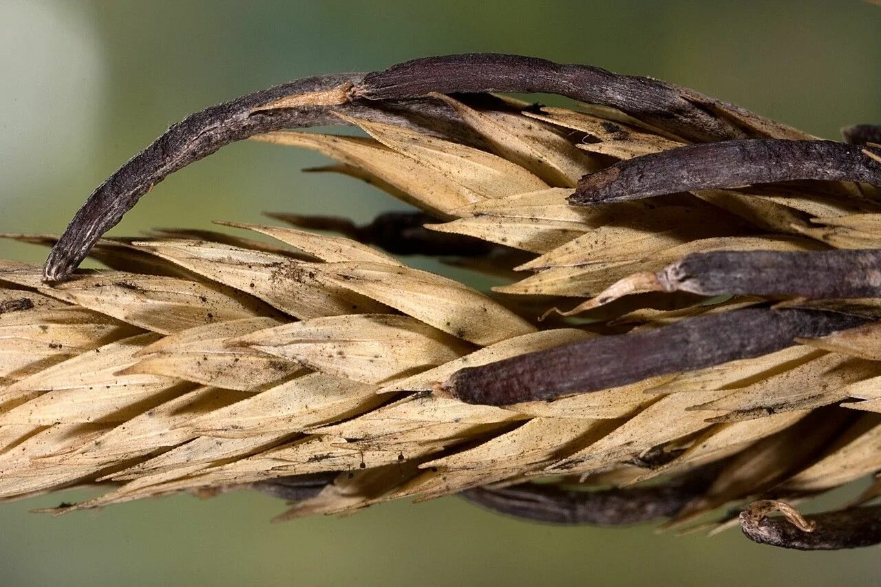 Claviceps purpurea – спорынья пурпурная. Спорынья (Claviceps purpurea). Гриб Claviceps purpurea. Спорынья гриб паразит. Claviceps purpurea