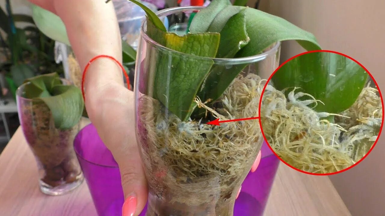 Как нарастить корни орхидеи в домашних. Реанимация орхидеи во мхе сфагнуме. Орхидея фаленопсис реанимация. Реанимация орхидеи во мхе.